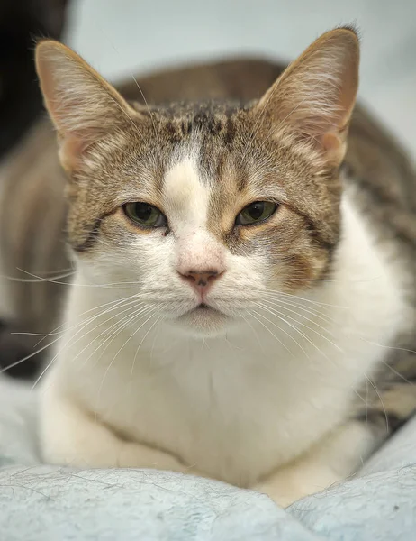 White Brown Striped Short Haired European Cat — Stock Photo, Image