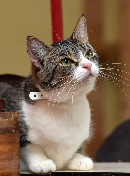 산짧은 줄무늬 고양이 — 스톡 사진