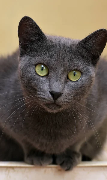 Серый Кот Зелеными Глазами Смотрит Внимательно — стоковое фото