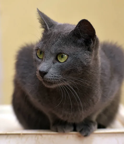 Gray Cat Green Eyes Looks Carefully — Stock Photo, Image