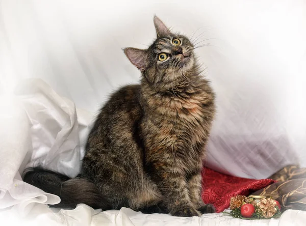 Gato Marrón Esponjoso Sobre Fondo Blanco — Foto de Stock