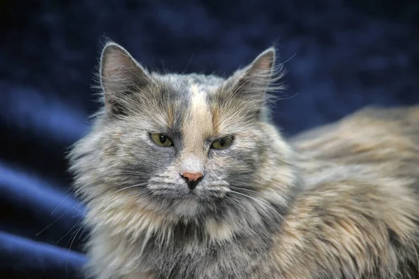 Flauschig Süßes Grau Mit Einer Roten Katze — Stockfoto