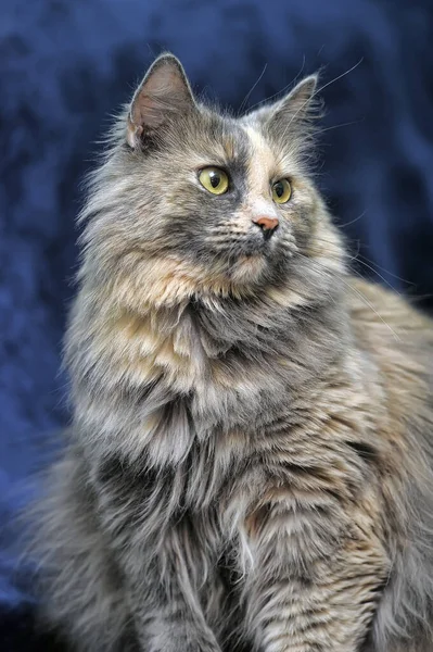 ふわふわの可愛い灰色と赤い猫 — ストック写真