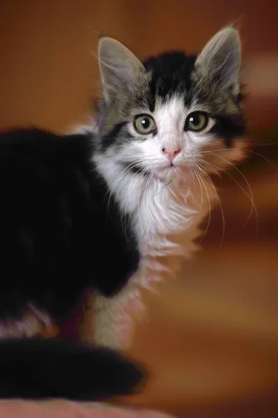 Wit Met Zwart Schattig Pluizig Kitten — Stockfoto