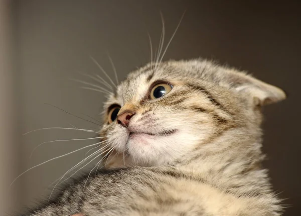 Küçük Çizgili Kedi Yavrusu Pelerinli Kulak Portresi — Stok fotoğraf
