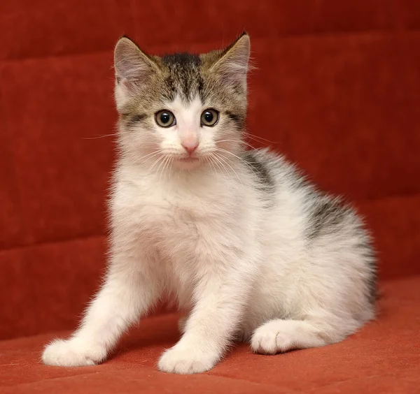 Mały Biały Brązowym Kotkiem Czerwonym Tle — Zdjęcie stockowe