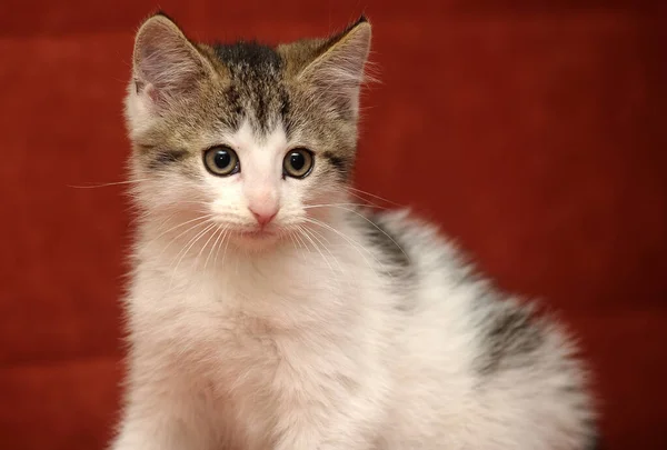 Little White Brown Kitten Red Background — Stock Photo, Image