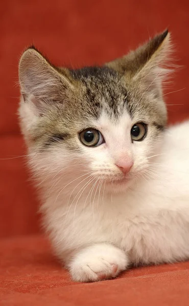 Kırmızı Arka Planda Kahverengi Kedi Yavrusu Olan Küçük Beyaz — Stok fotoğraf