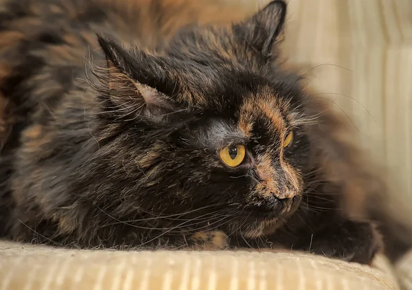 Fyllig Tortie Katt Ligger Soffan — Stockfoto