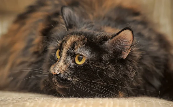 Tombul Tortie Kedi Kanepede Yatıyor — Stok fotoğraf