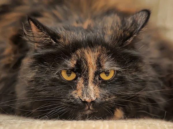 Fyllig Tortie Katt Ligger Soffan — Stockfoto