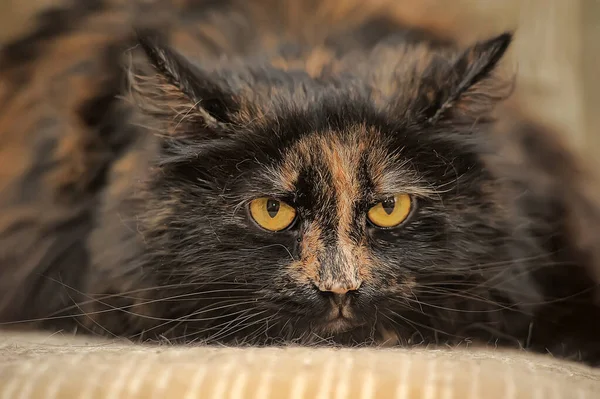 Fyllig Tortie Katt Ligger Soffan — Stockfoto