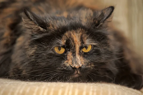 Plump Tortie Cat Lies Sofa — Stock Photo, Image
