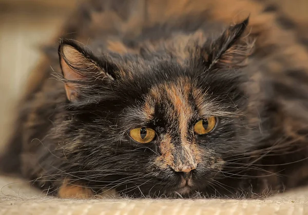 Plump Tortie Cat Lies Sofa — Stock Photo, Image