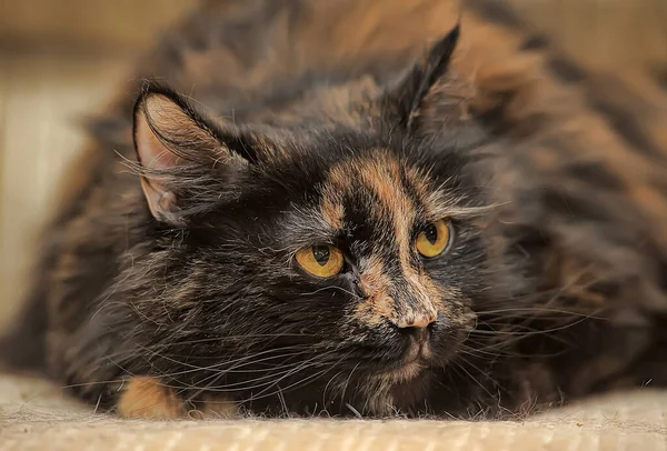 Tombul Tortie Kedi Kanepede Yatıyor — Stok fotoğraf