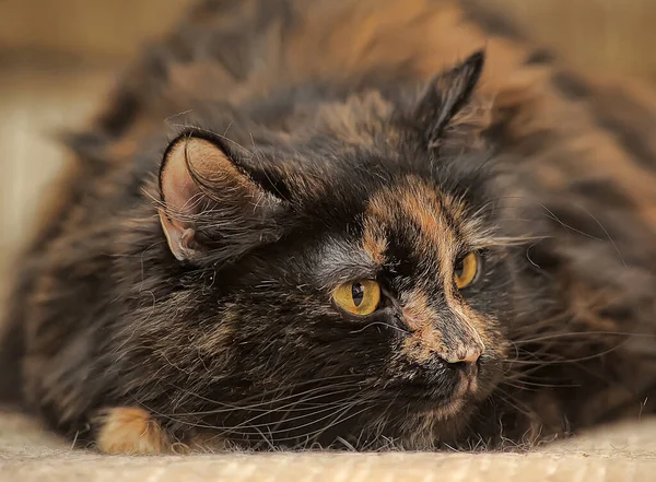 Tombul Tortie Kedi Kanepede Yatıyor — Stok fotoğraf