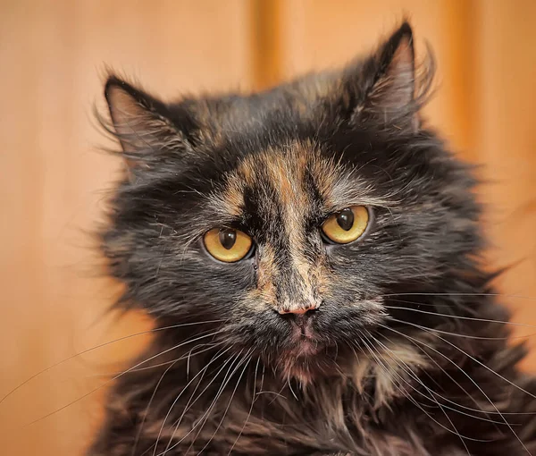 Şirin Kaplumbağa Kedi Kollarında Yaklaş — Stok fotoğraf