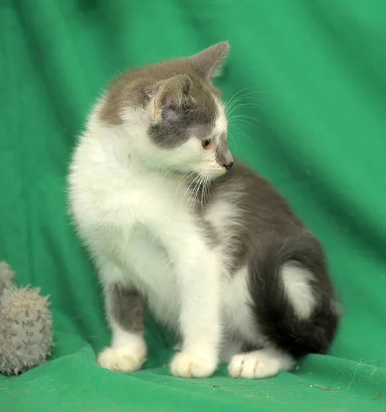 Pequeno Branco Com Gatinho Cinza Fundo Verde — Fotografia de Stock