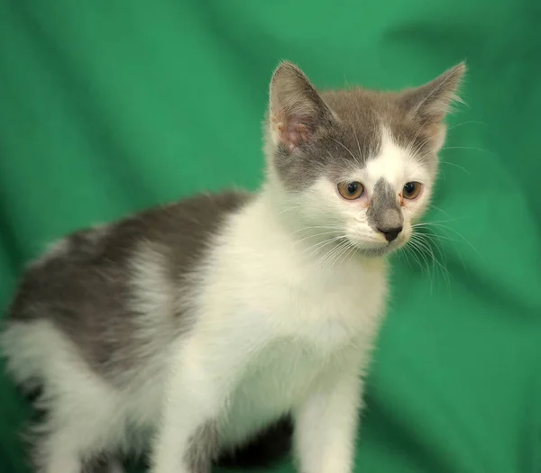 Little White Gray Kitten Green Background — Stock Photo, Image