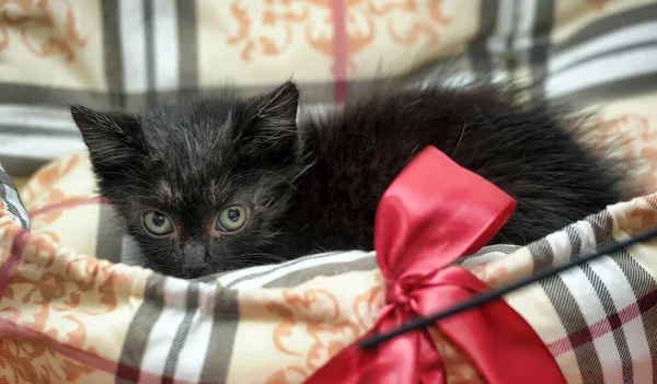 Cute Little Black Kitten Gift Bow — Stock Photo, Image