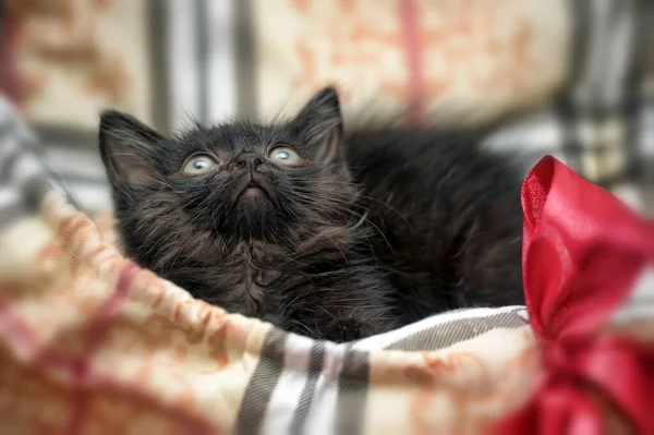 可爱的小黑猫 有弓的礼物 — 图库照片