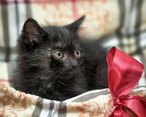 Bonito Pequeno Presente Gatinho Preto Com Arco — Fotografia de Stock