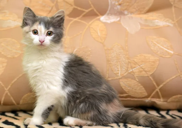Schattig Pluizig Wit Met Grijs Beige Kitten — Stockfoto