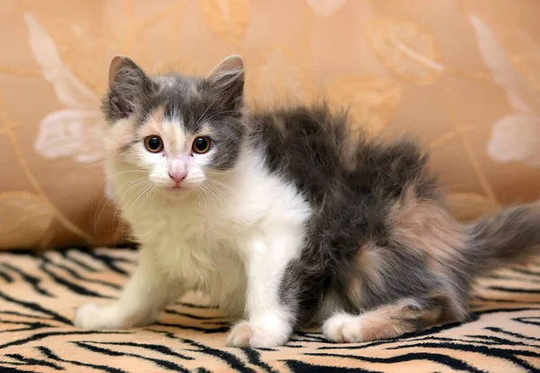 Cute Fluffy White Gray Beige Kitten — Stock Photo, Image