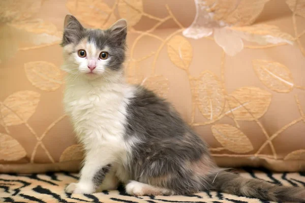 Cute Fluffy White Gray Beige Kitten — Stock Photo, Image