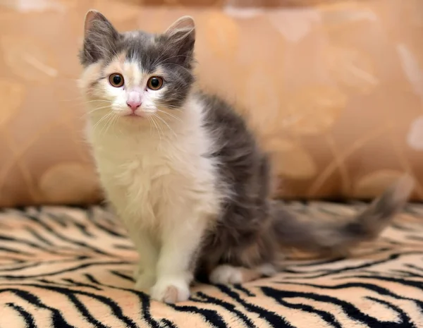 Cute Fluffy White Gray Beige Kitten — Stock Photo, Image