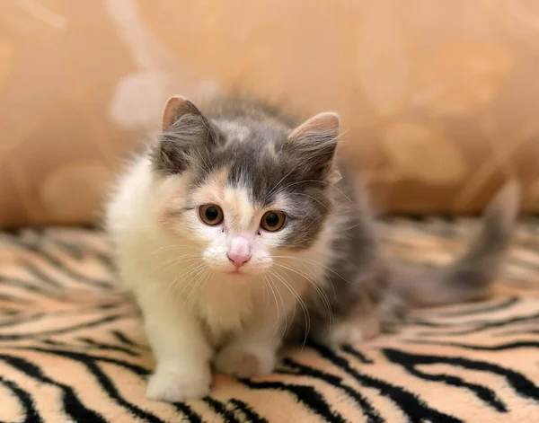 Fofo Fofo Branco Com Cinza Bege Gatinho — Fotografia de Stock