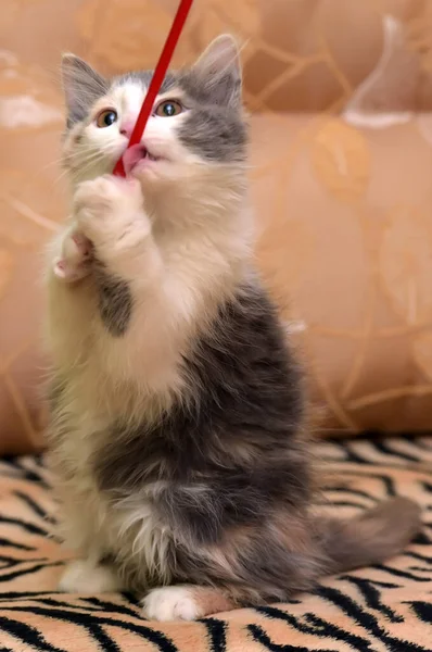 Fofo Fofo Branco Com Cinza Bege Gatinho — Fotografia de Stock