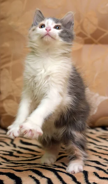 Lindo Peludo Blanco Con Gris Beige Gatito — Foto de Stock