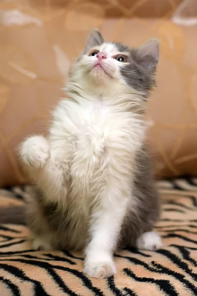 Cute Fluffy White Gray Beige Kitten — Stock Photo, Image