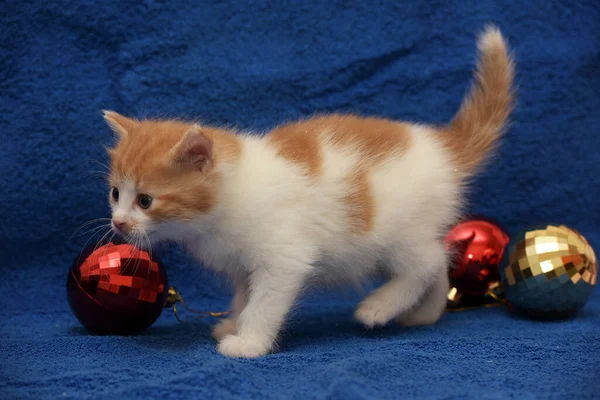 Linda Pelirroja Con Gatito Blanco Sobre Fondo Azul Con Decoraciones —  Fotos de Stock