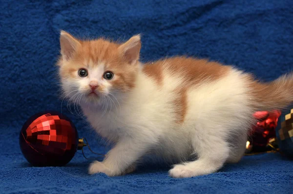 Linda Pelirroja Con Gatito Blanco Sobre Fondo Azul Con Decoraciones —  Fotos de Stock