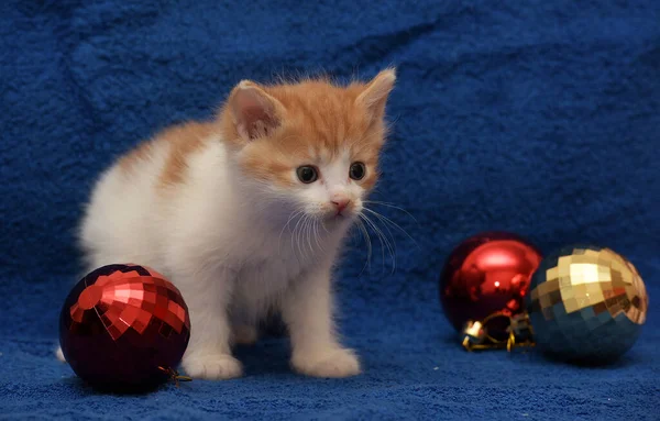 Cute Little Redhead White Kitten Blue Background Christmas Tree Decorations — Stock Photo, Image