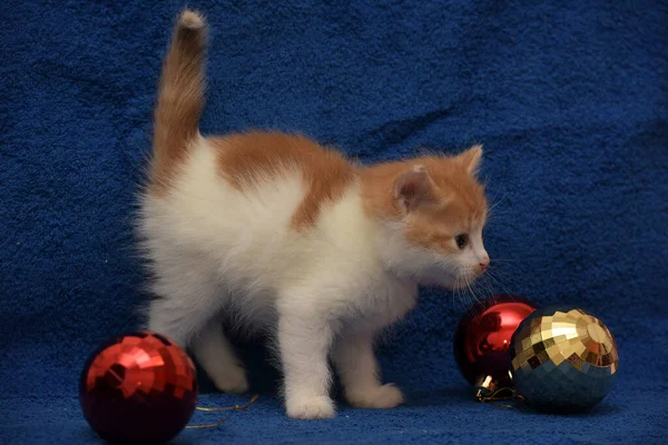 Cute Little Redhead White Kitten Blue Background Christmas Tree Decorations — Stock Photo, Image