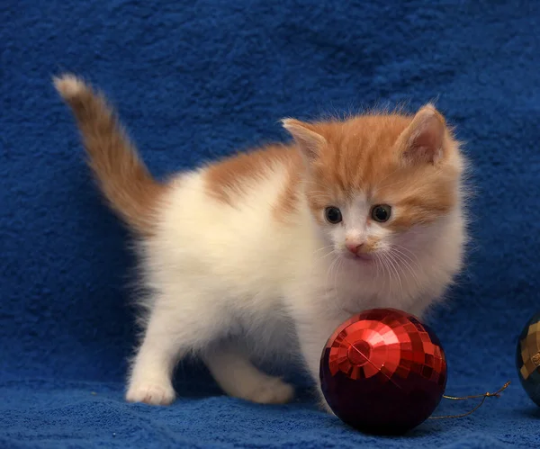 Cute Little Redhead White Kitten Blue Background Christmas Tree Decorations — Stock Photo, Image