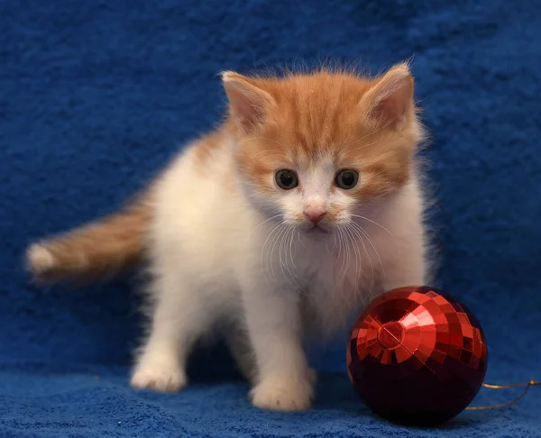 Cute Little Redhead White Kitten Blue Background Christmas Tree Decorations — Stock Photo, Image