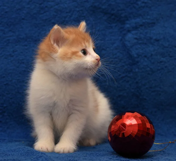 Ruiva Pequena Bonito Com Gatinho Branco Fundo Azul Com Decorações — Fotografia de Stock