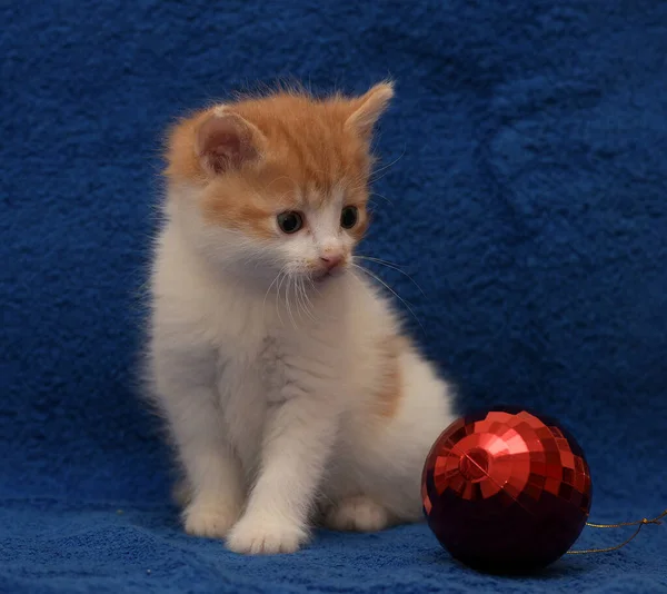 Ruiva Pequena Bonito Com Gatinho Branco Fundo Azul Com Decorações — Fotografia de Stock