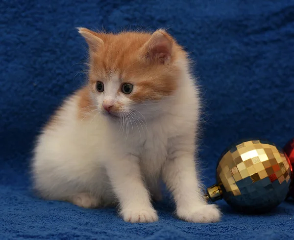 Ruiva Pequena Bonito Com Gatinho Branco Fundo Azul Com Decorações — Fotografia de Stock