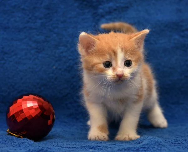 Niedlicher Kleiner Rotschopf Mit Weißem Kätzchen Auf Blauem Hintergrund Mit — Stockfoto