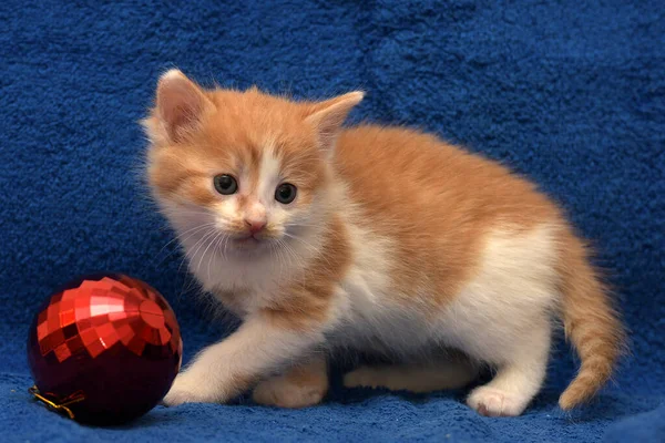 Söt Liten Rödhårig Med Vit Kattunge Blå Bakgrund Med Julgran — Stockfoto