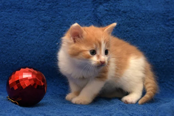 Cute Little Ruda Białym Kotem Niebieskim Tle Dekoracjami Choinki — Zdjęcie stockowe