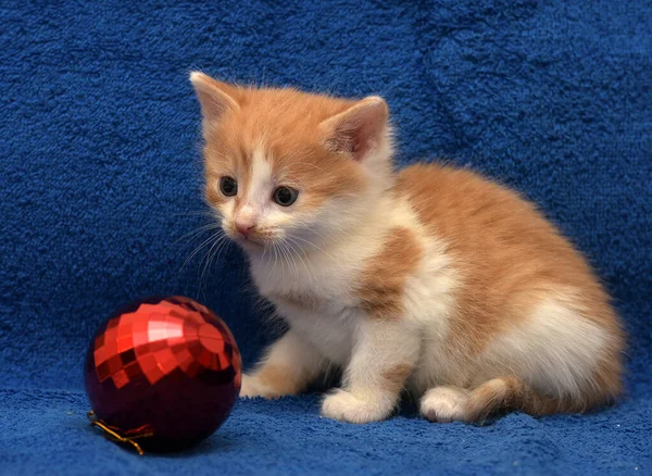 Ruiva Pequena Bonito Com Gatinho Branco Fundo Azul Com Decorações — Fotografia de Stock