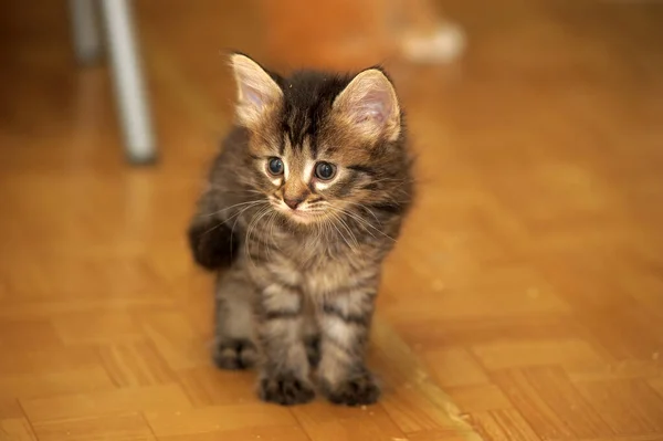 Cute Little Fluffy Brown Kitten — Stock Photo, Image