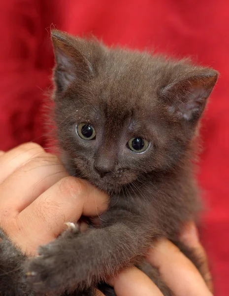 Schattig Grijs Kitten Handen — Stockfoto