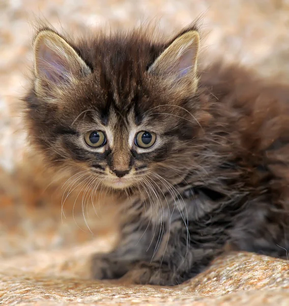 Schattig Klein Pluizig Bruin Kitten — Stockfoto